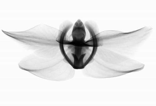 new jersey institute of technology black and white winged insect newark